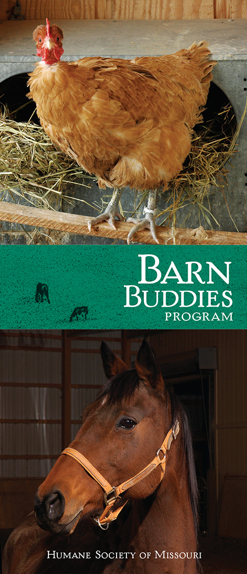 Barn Buddies program brochure