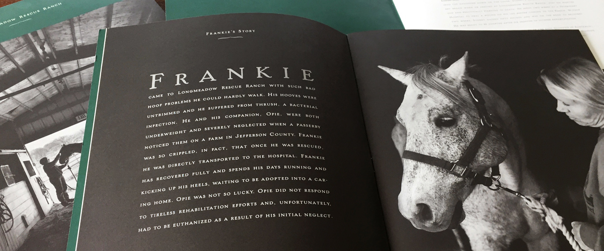 close up of Longmeadow Rescue Ranch capital campaign interior showing Frankie, a rescued horse