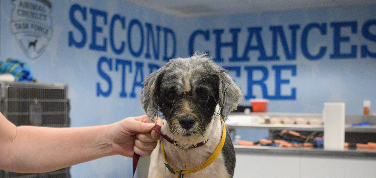 detail from the humane society of missouri brochure